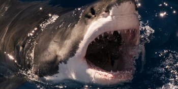 Hrůzný útok žraloka v oblíbeném letovisku: Žena přišla o ruku. Drama při záchraně ukazuje video