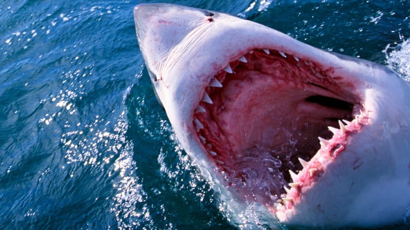 Žraloci na kokainu sužují Ameriku. Jsou nesmírně agresivní a závislí na drogách pašeráků