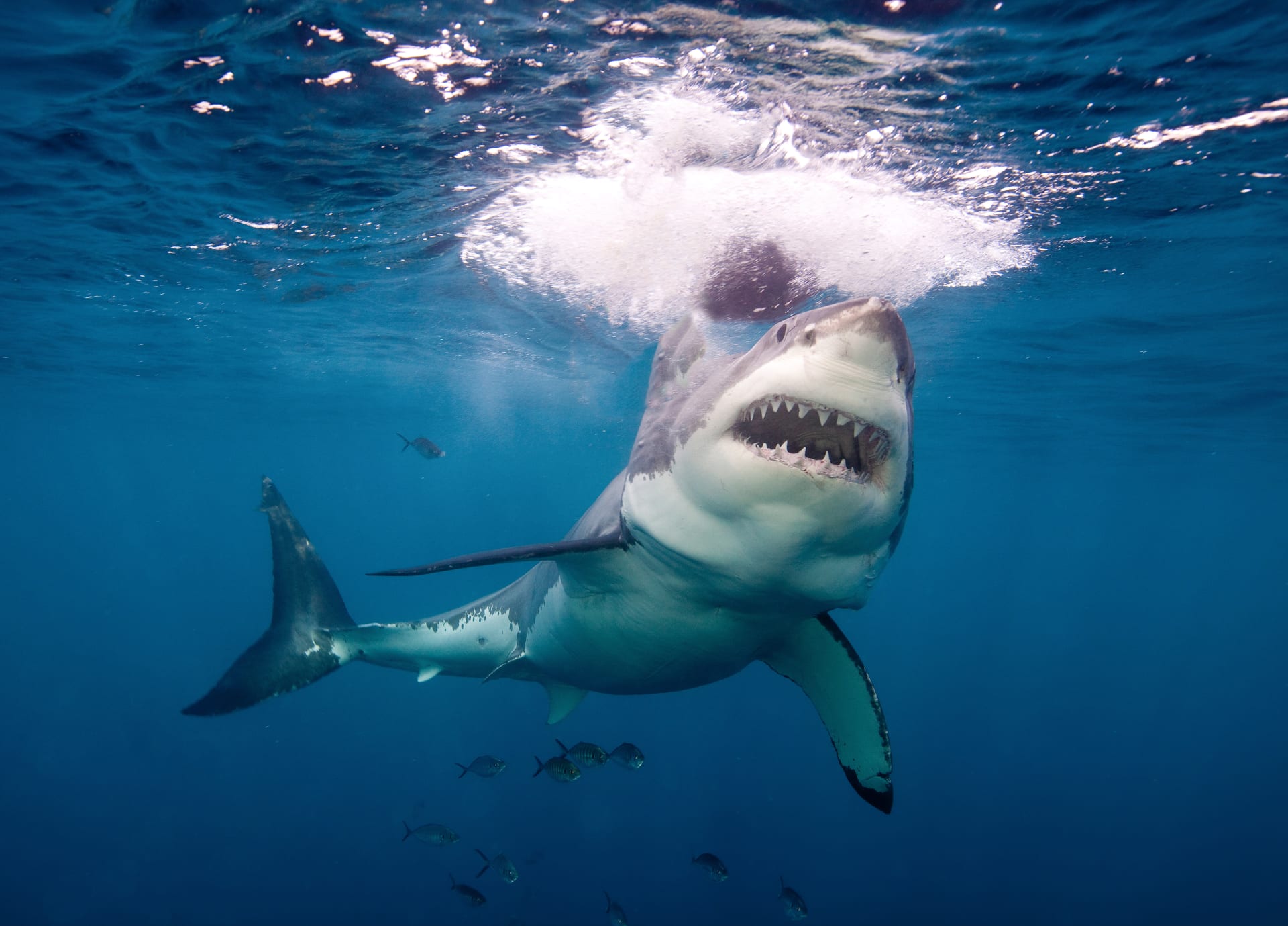 Senior žraloka, který se mu zakousl do lýtka, dle svých slov udeřil do hlavy. (Ilustrační foto)