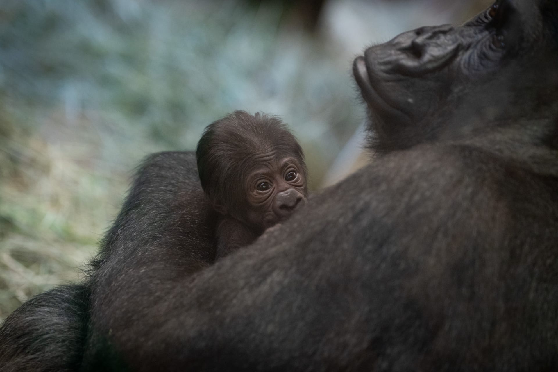 Osmiletý „samec“ porodil v americké zoo mládě.