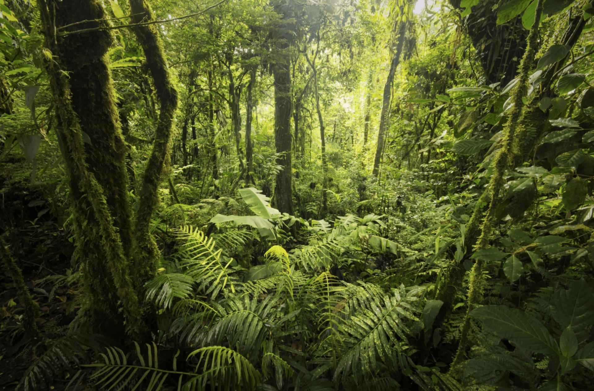 Kostarika je první zemí na světě, která zastavila kácení pralesů. Naopak stromy opět vysazuje. 