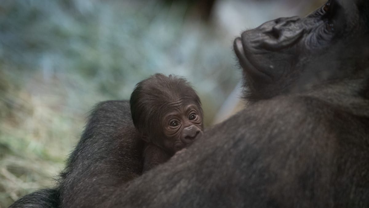 Osmiletý „samec“ porodil v americké zoo mládě.