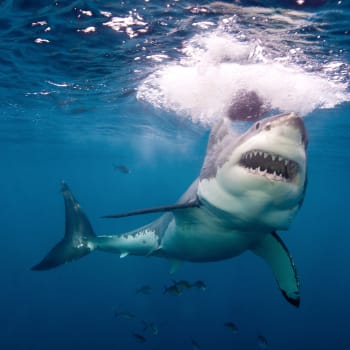 Ilustrační foto: Žralok bílý