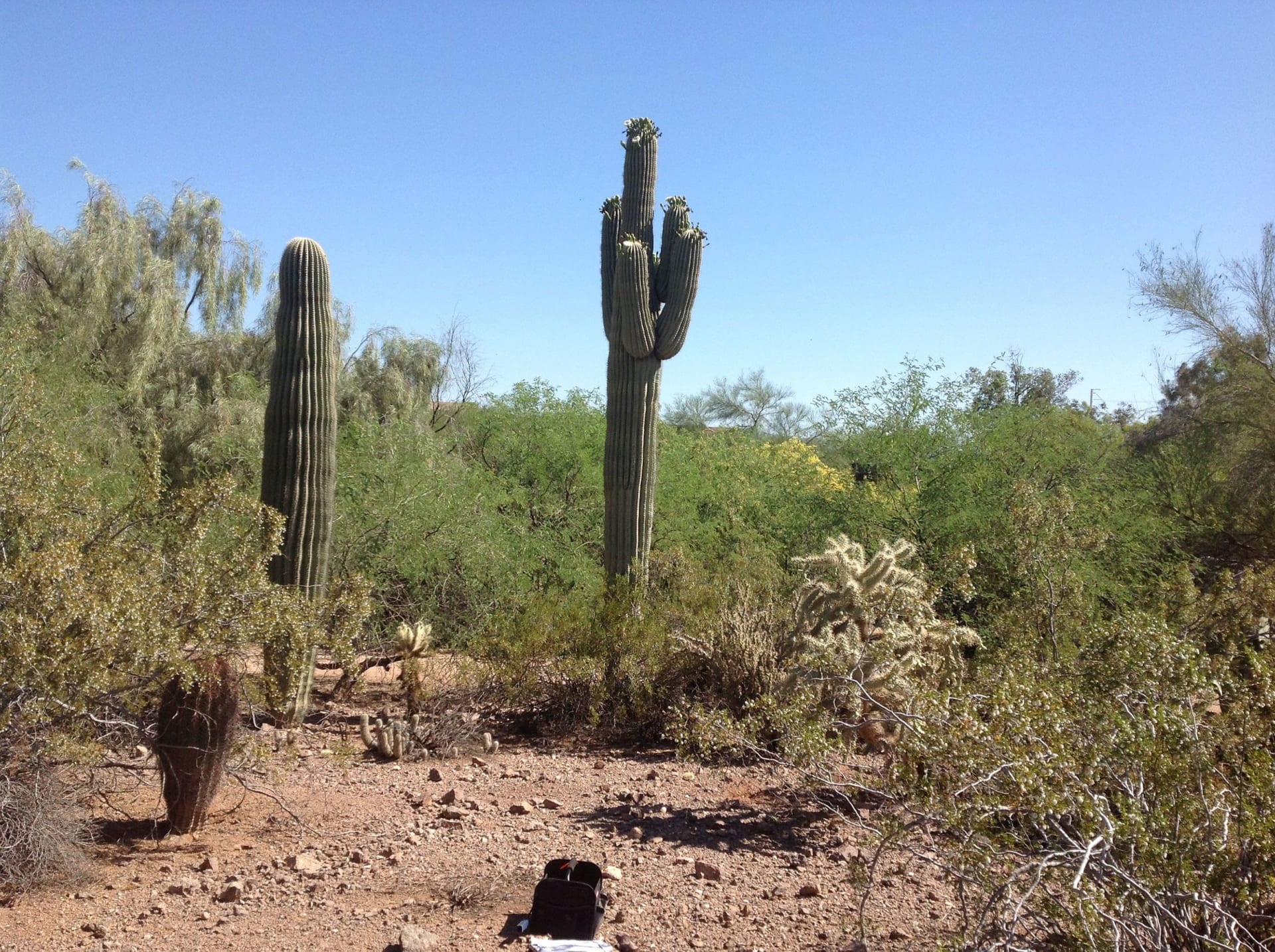 V důsledku veder ve Phoenixu hynou kaktusy.