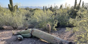 Extrémní vedra v USA ničí i mimořádně odolné kaktusy. Doslova hnijí zevnitř, popisuje vědkyně