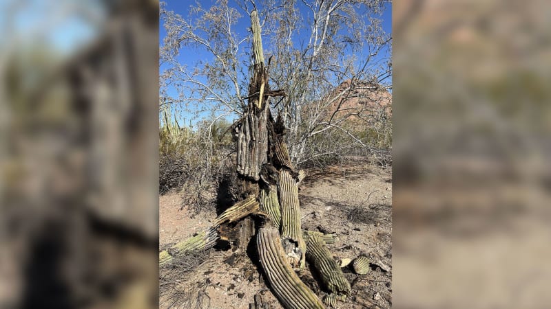 V důsledku veder ve Phoenixu hynou kaktusy.