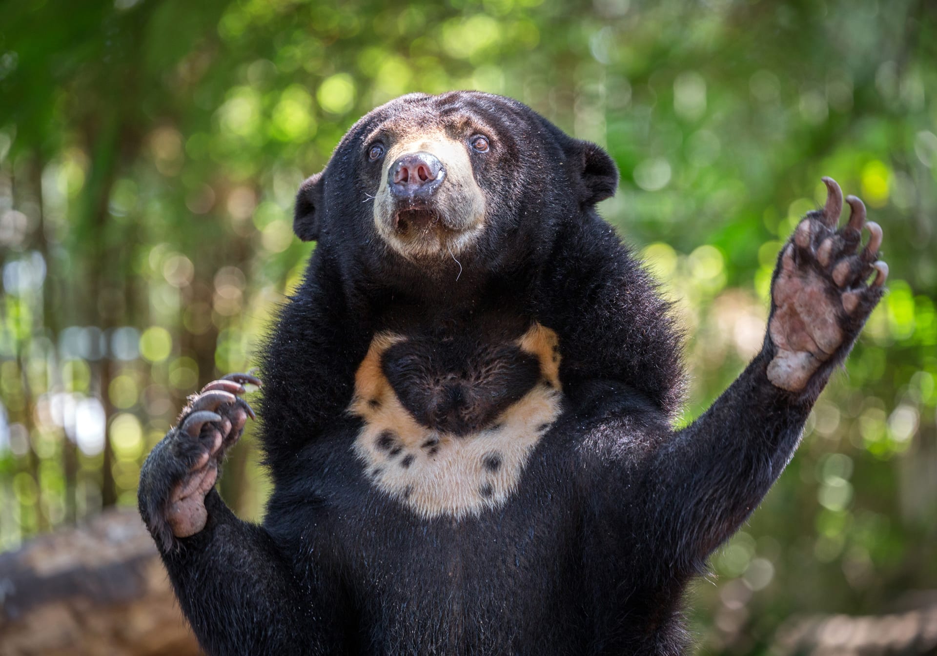 Medvědi malajští mohou svým vzezřením působit zvláštně.