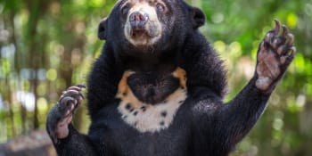 Naši medvědi nejsou převlečení lidé. Čínská zoo odráží fámy, že hloupě klame návštěvníky