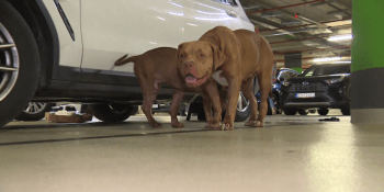 Majitelka nechala psy přivázané k autu v podzemních garážích. Její reakce policii šokovala