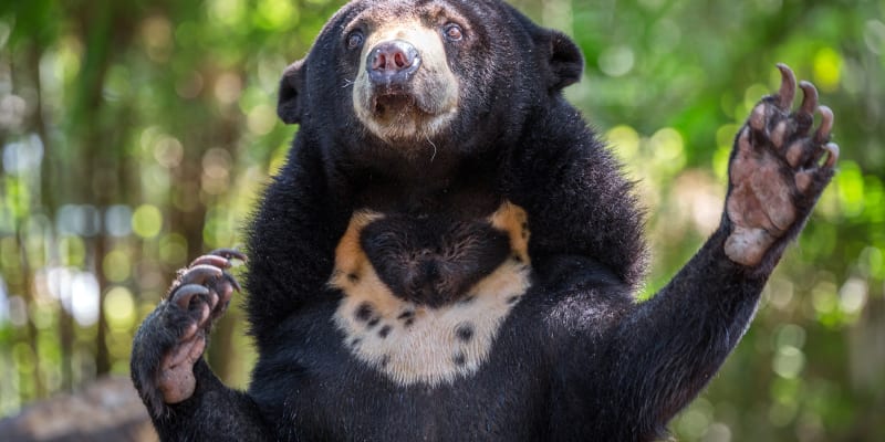 Medvědi malajští mohou svým vzezřením působit zvláštně.