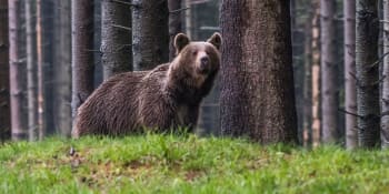 Slovenská medvědí krize: Politici místo národních problémů řeší odstřel šelem