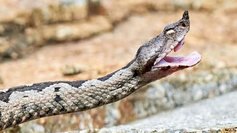 Nejjedovatější had Evropy útočí v Chorvatsku. Nejde o jedinou plazí hrozbu