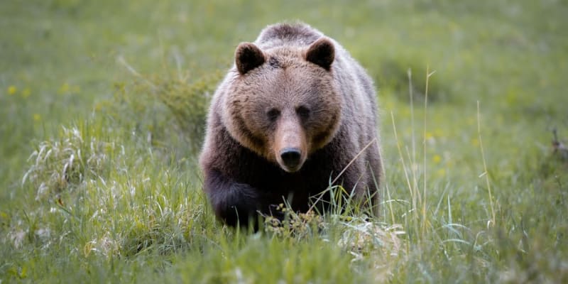 Medvěd hnědý je mrštný predátor.