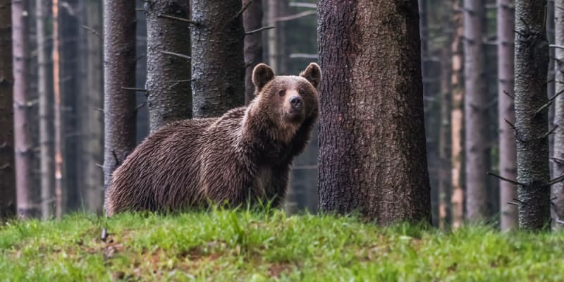 Slovensko trápí přemnožení medvědi. Stali se dokonce politickým tématem před volbami.