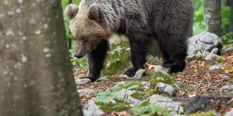 Slovensko trápí přemnožení medvědi. Stali se dokonce politickým tématem před volbami.