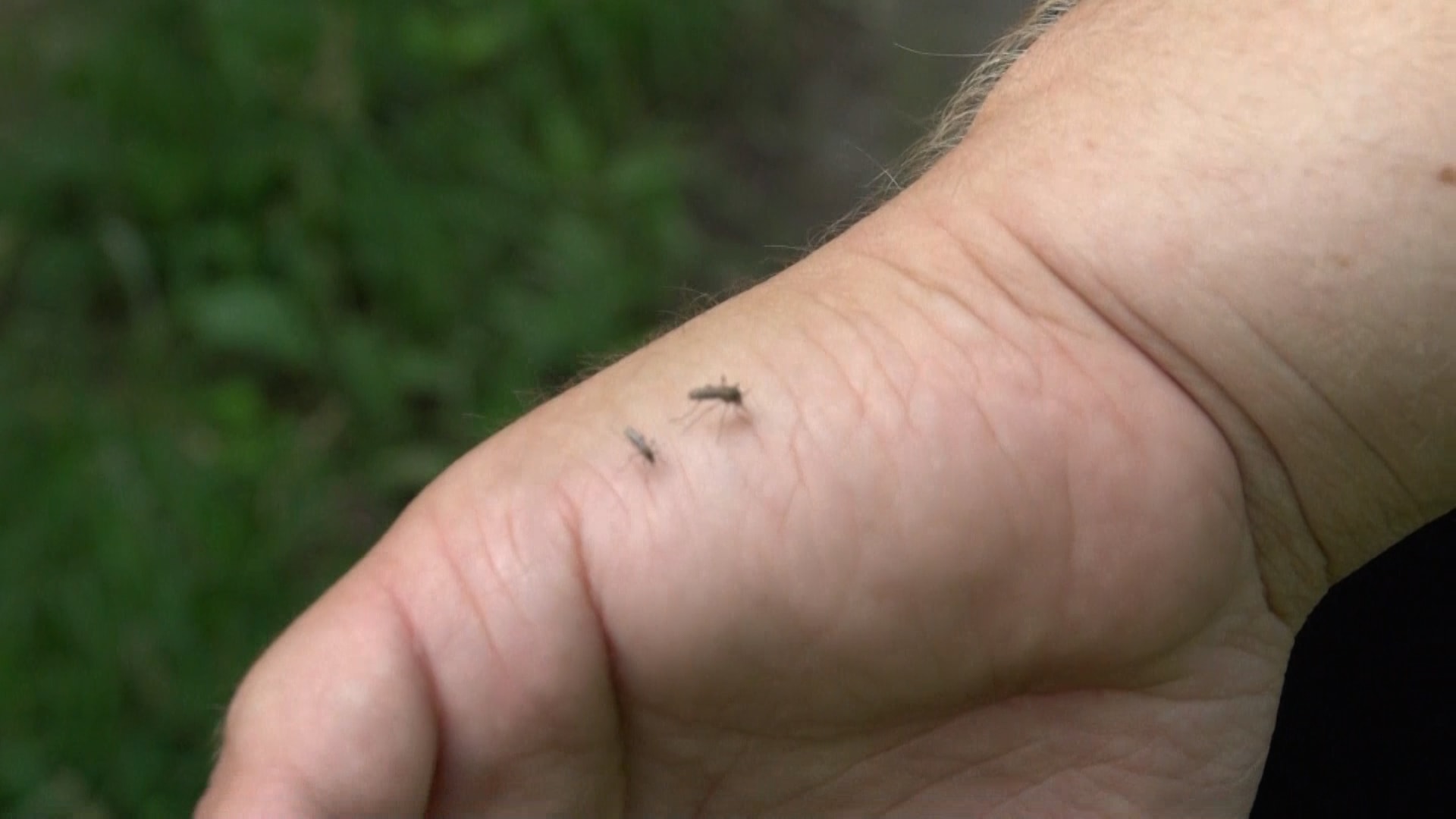 Komáři tygrovaný a tropický jsou charakterističtí tmavým zbarvením s bílými proužky na těle i končetinách. Jsou ještě menší než klasický český komár pisklavý (Culex pipiens), měří jenom okolo 3 mm.