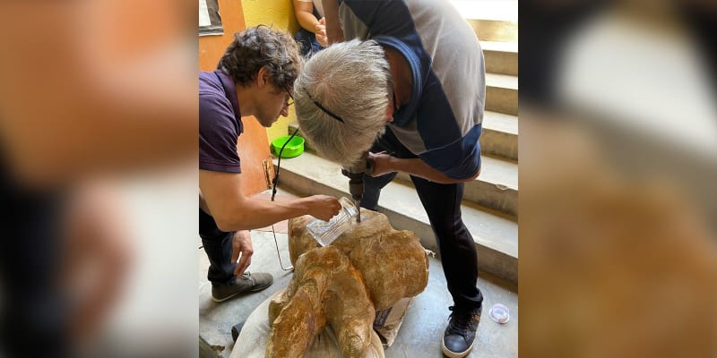 Vědci v Peru objevili částečnou kostru tvora zvaného Perucetus.