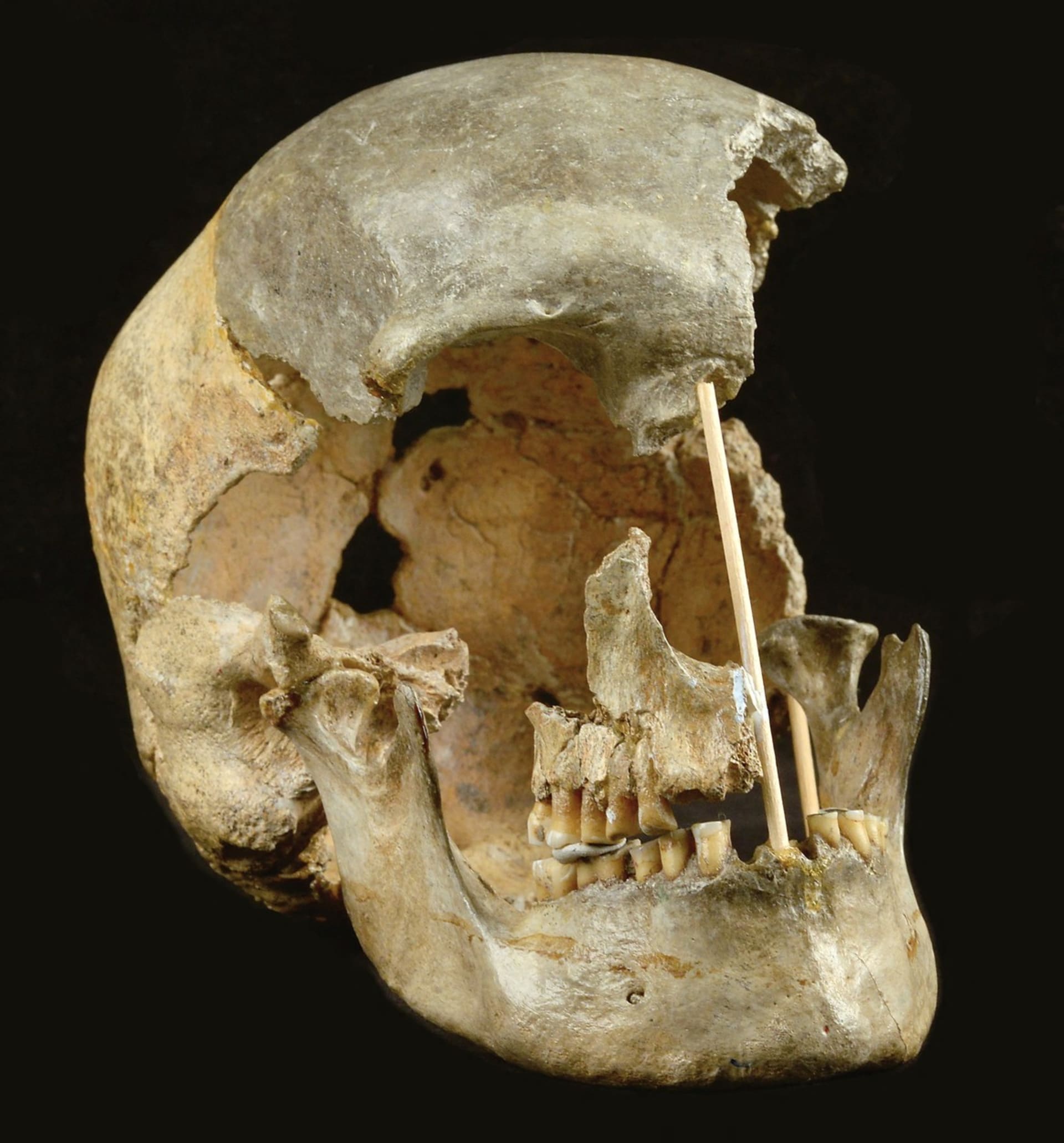 Lebka nejstarší moderní ženy Zlatý kůň