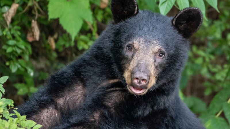 Medvěd baribal překvapil vědce nečekaným pelechem. Pobavení rychle vystřídaly obavy