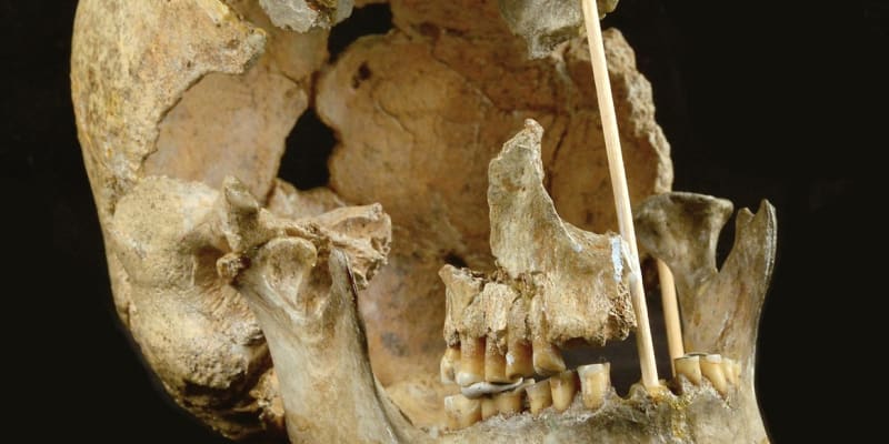 Lebka nejstarší moderní ženy Zlatý kůň