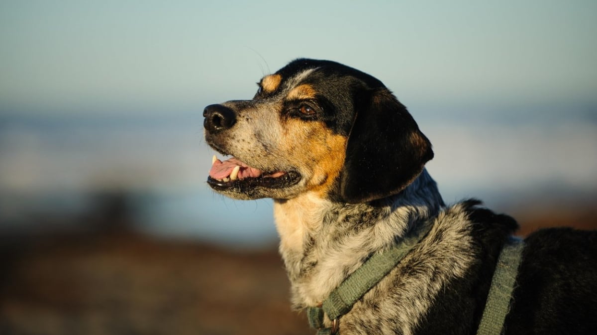 Dosud neznámý pachatel ve Vinkovcích vystřelil na psa jménem Pepi ze vzduchové pistole. Zvíře svým zraněním podlehlo. (Ilustrační snímek)
