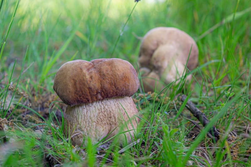 Hřib dubový je ideální houba k sušení. 
