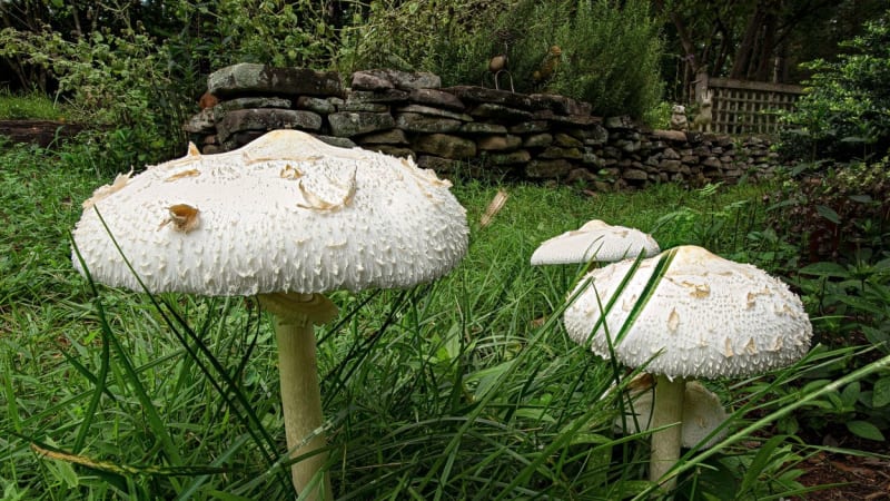 Pozor na bedly ze zahrad! Po oblíbené houbě vám může být zle, odborník vysvětluje proč