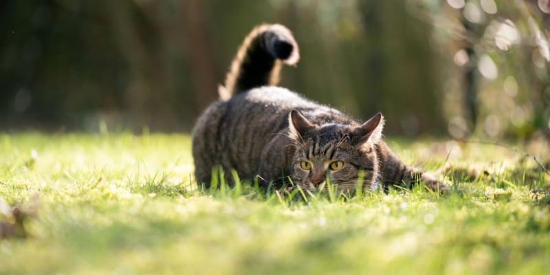 Kočky jsou nadšení lovci, neškodí jen v Austrálii