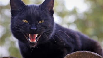 Nejčastější mýty o kočkách: Kde se vzaly pověry, že černá kočka nosí smůlu nebo má devět životů