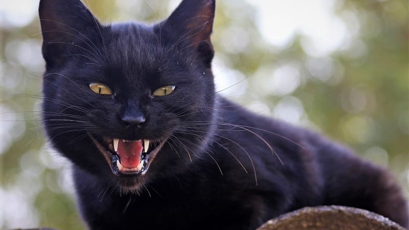 Nejčastější mýty o kočkách: Kde se vzaly pověry, že černá kočka nosí smůlu nebo má devět životů