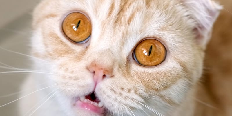 Překvapená kočka (ilustrační foto)