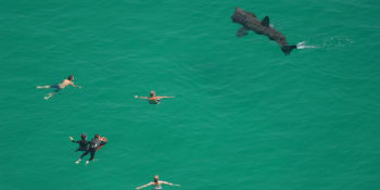 Žraloci plavou pár metrů od nic netušících plavců. Podívejte se na dramatické záběry z dronu