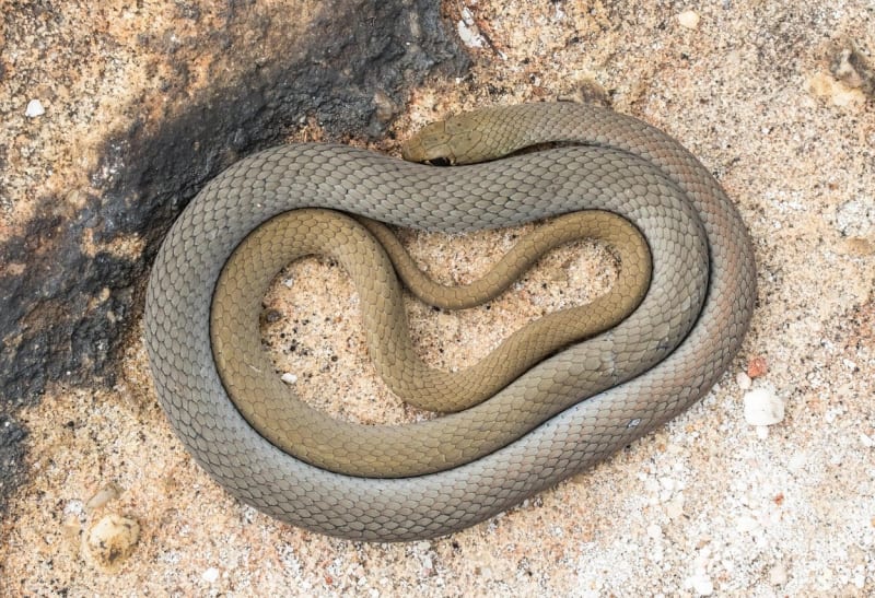 Jedna z pakober, se kterou si nový druh hada vědci pletli 