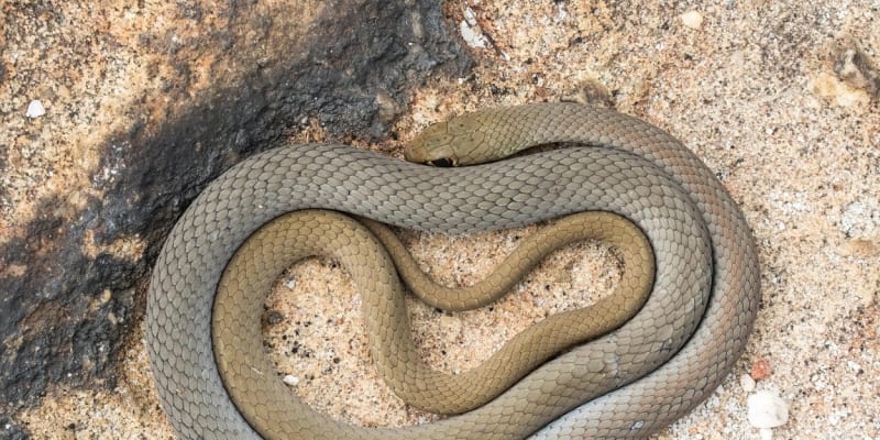 Jedna z pakober, se kterou si nový druh hada vědci pletli 