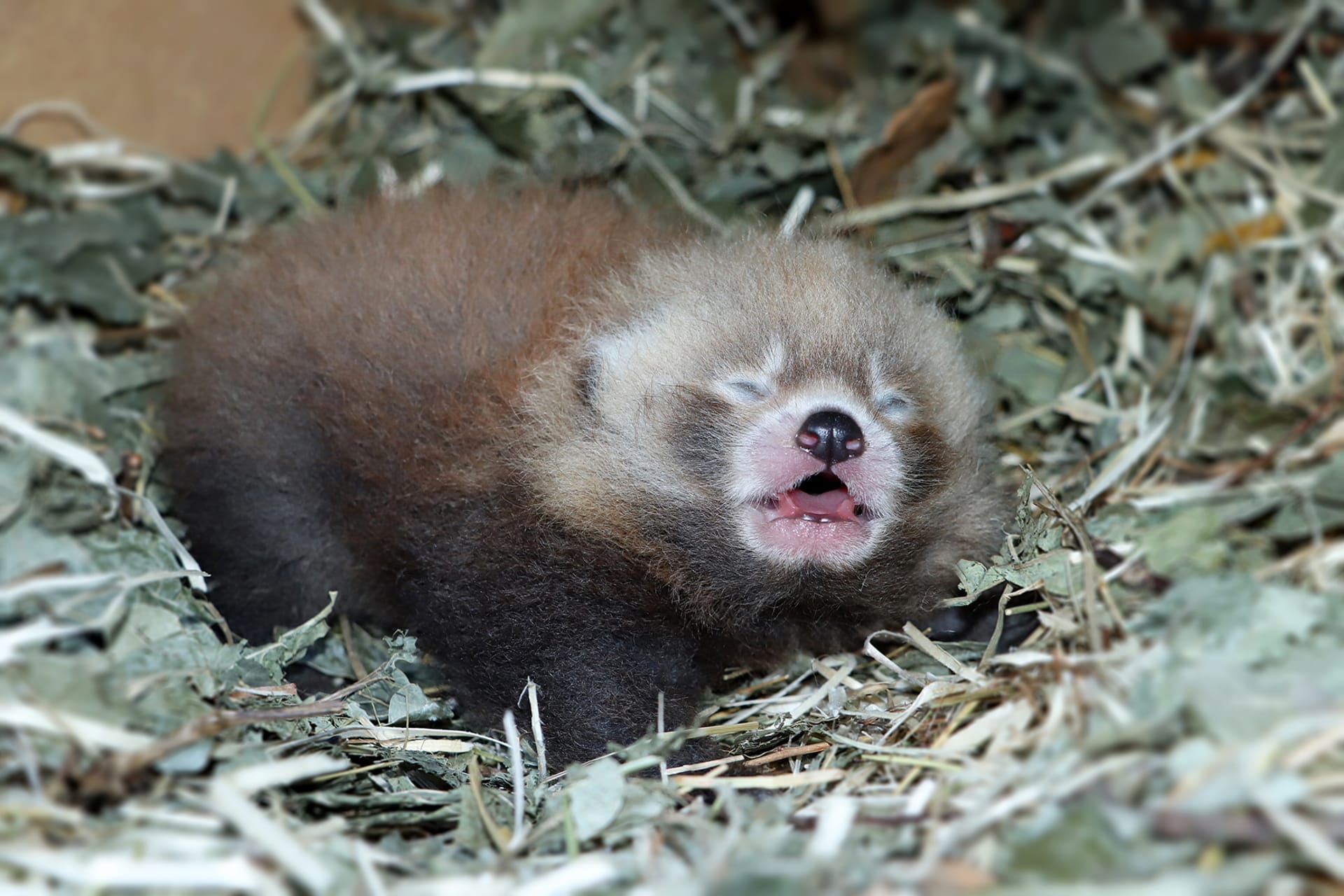 V plzeňské zoo se v červnu po 13 letech chovu narodilo první mládě pandy červené. (Foto: K. Misíková)