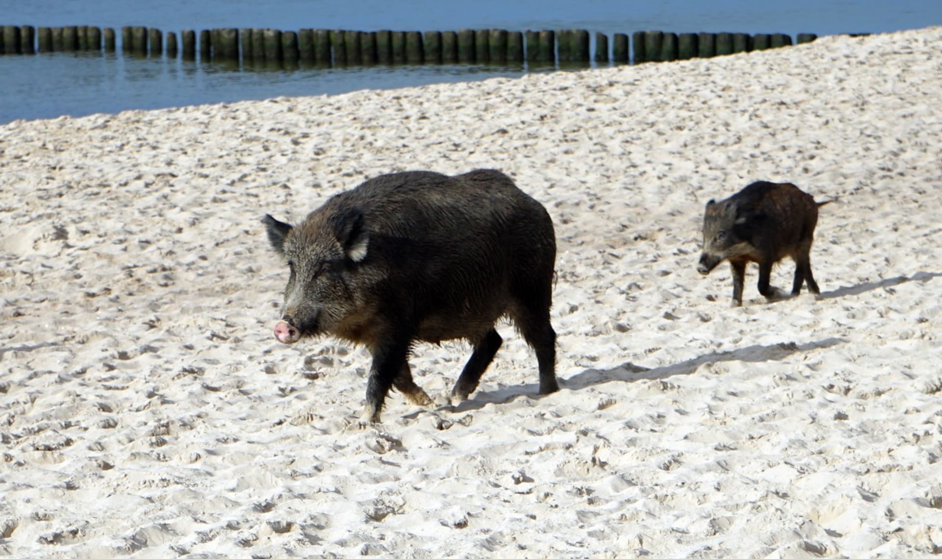 Divoká prasata se objevila i na pláži v Polsku, a to v roce 2020.