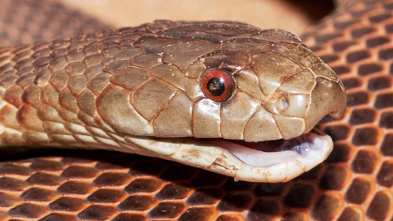 Nově objevený druh hada je velmi jedovatý a člověku způsobí krutá muka