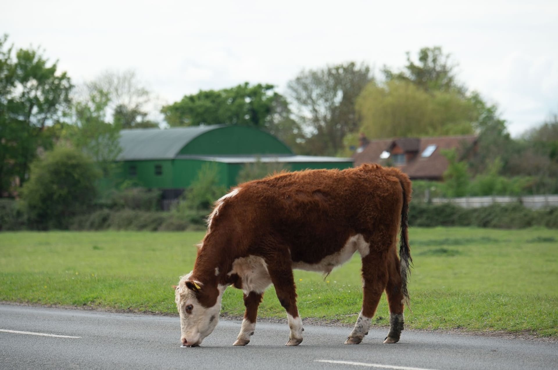 Krávy se v květnu objevily i na silnici v anglickém Dorneyi. (Ilustrační snímek)
