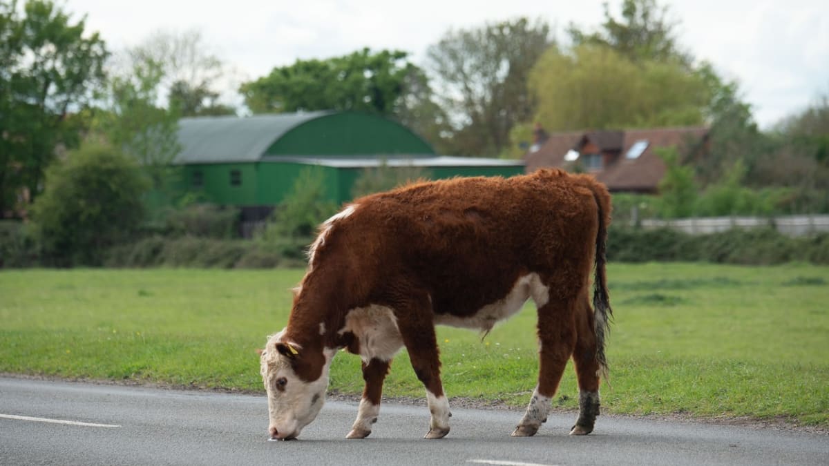Krávy se v květnu objevily i na silnici v anglickém Dorneyi. (Ilustrační snímek)