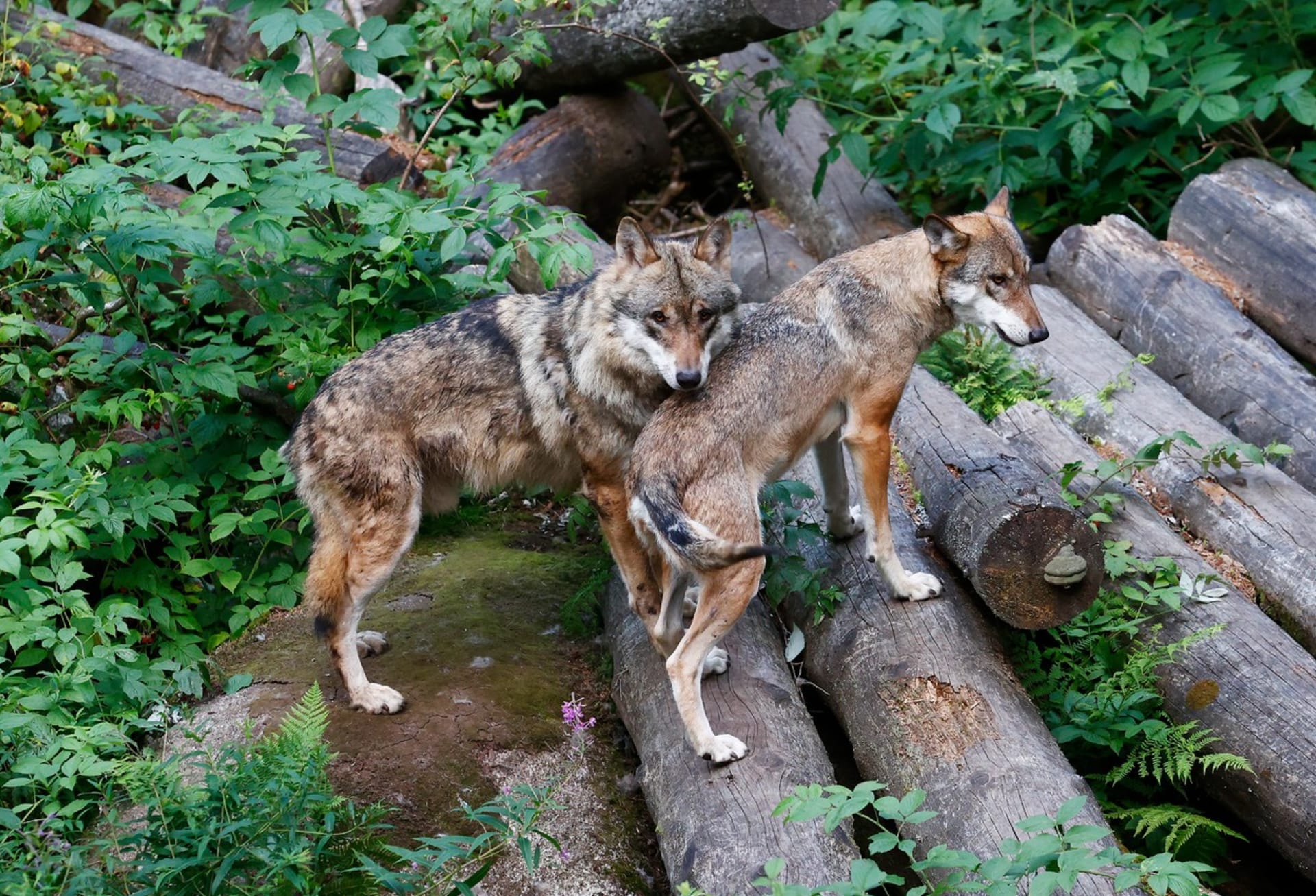 Vlci v šumavském Srní