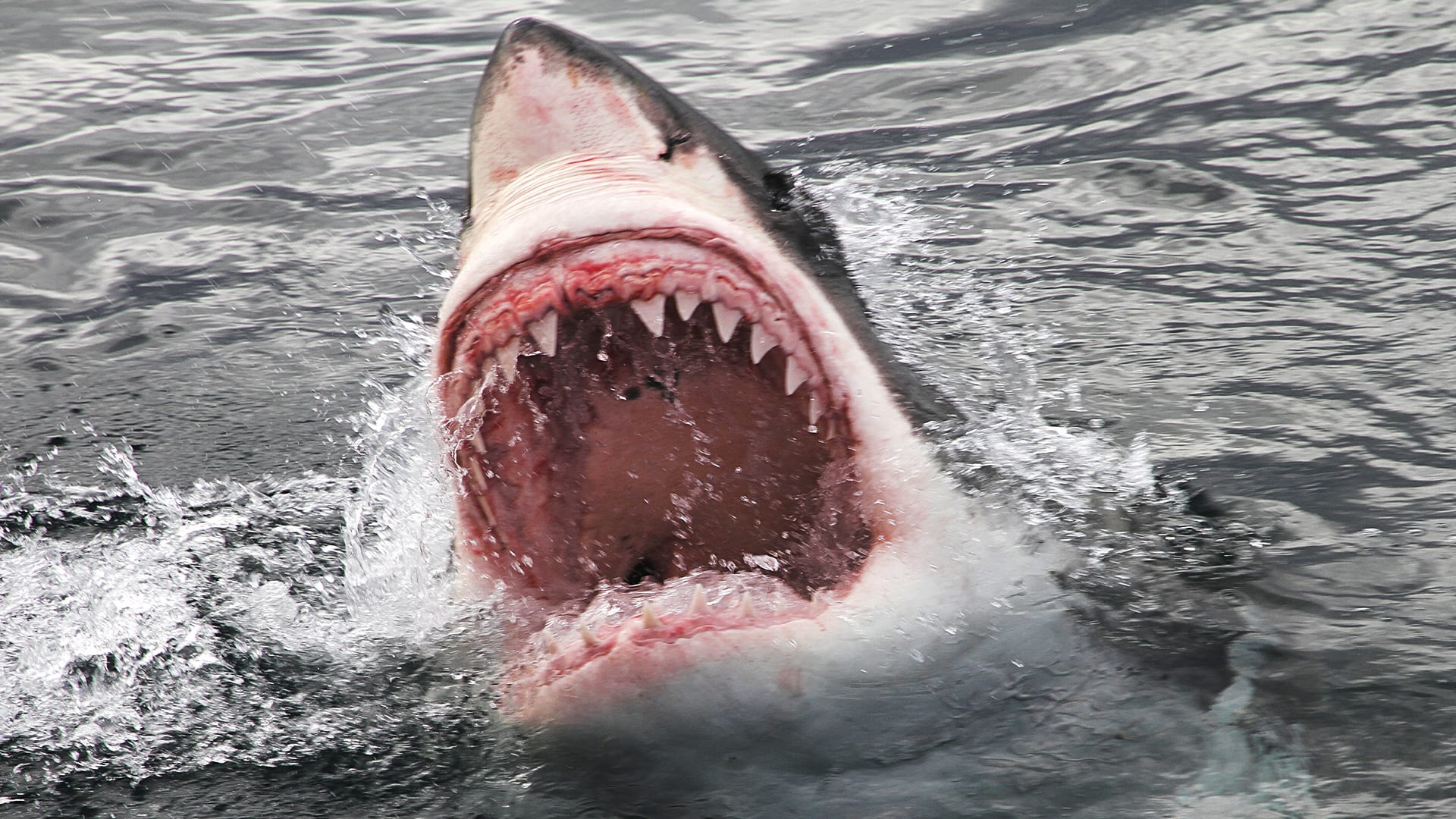 Velký bílý žralok může zaútočit i na svého druha