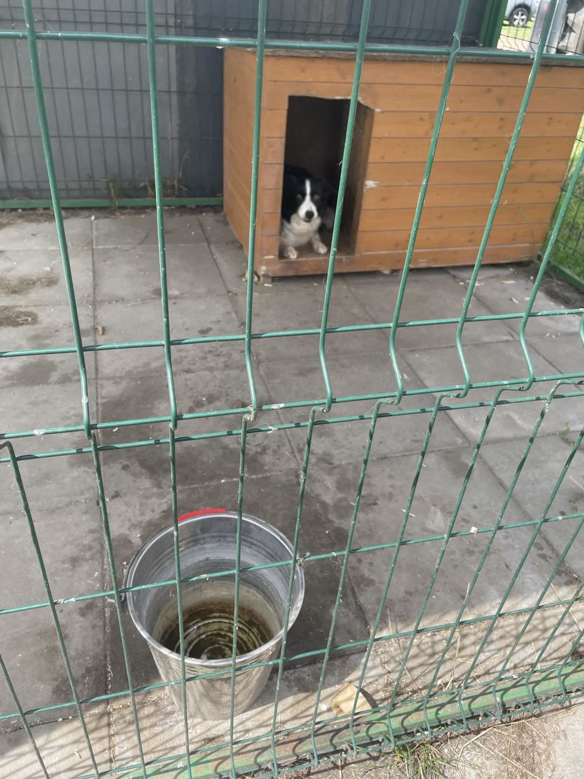 Pes v kotci s prázdným kýblem na vraňanské farmě.