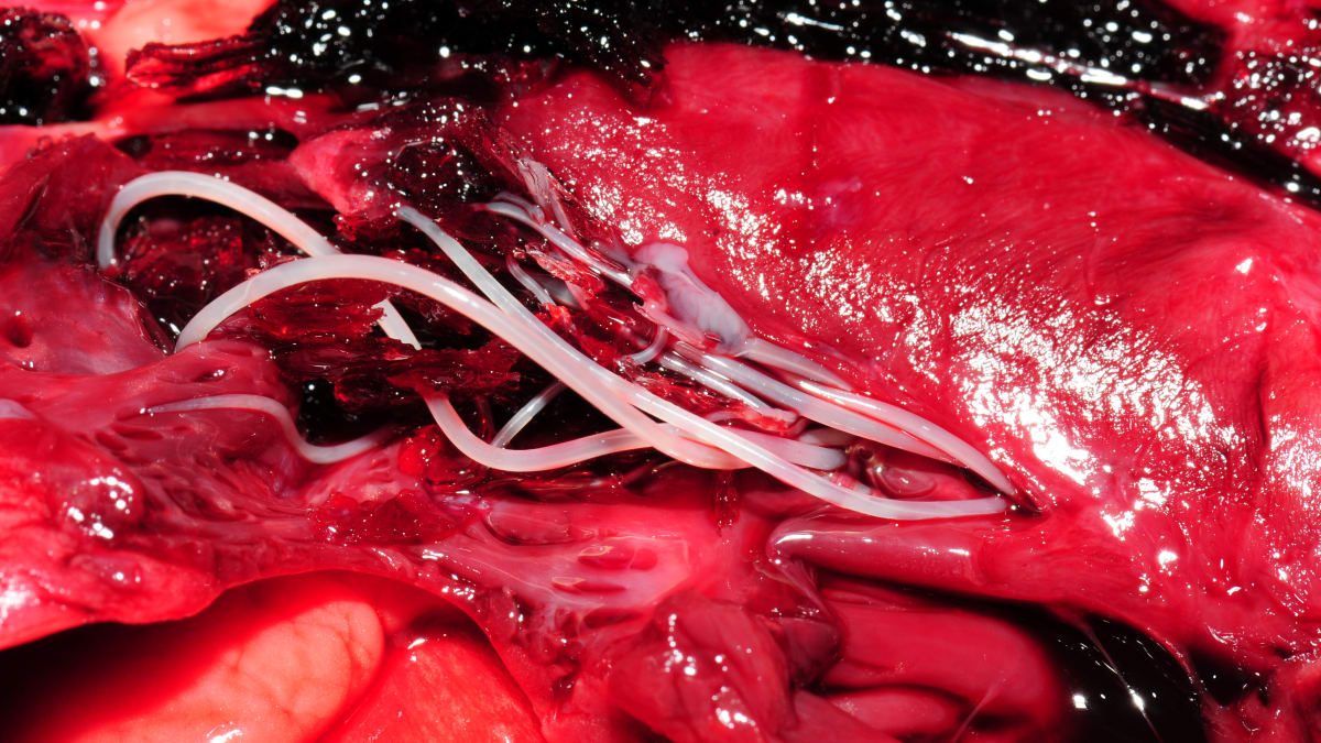 Srdeční dirofilarióza, známá jako srdeční červivost psů