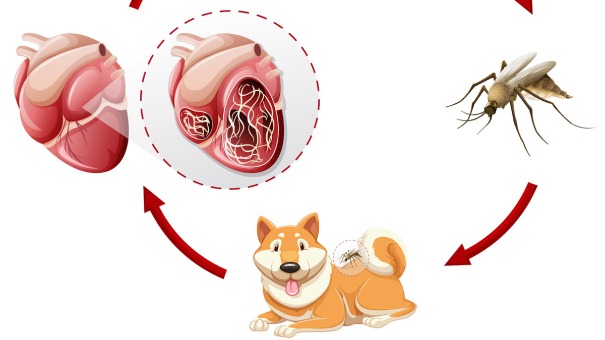 Graf životního cyklu srdečních červů