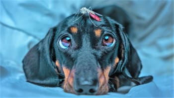 Zákeřná srdeční červivost psů může řádit i v Česku. Nemoc šíří parazit přenášený komáry