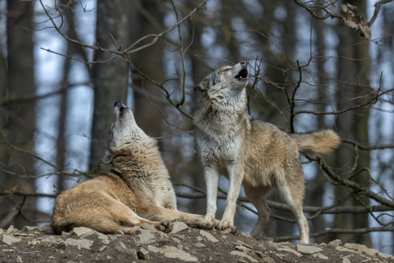 vlci spolu žijí ve smečkách