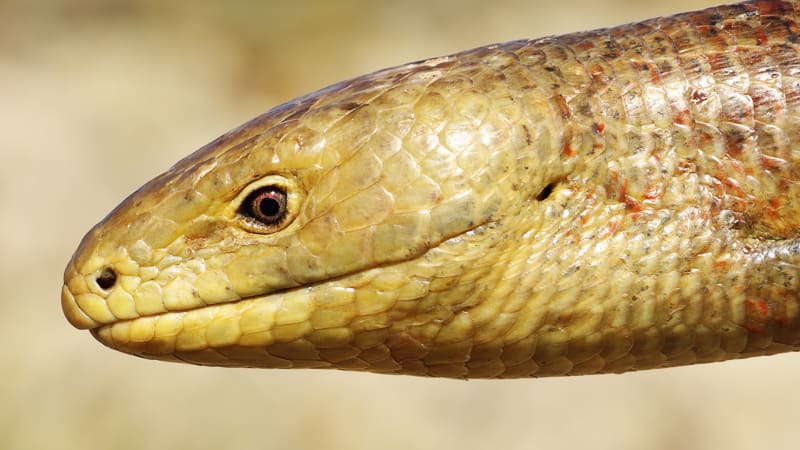 Blavor žlutý je na první pohled od hadů nerozpoznatelný