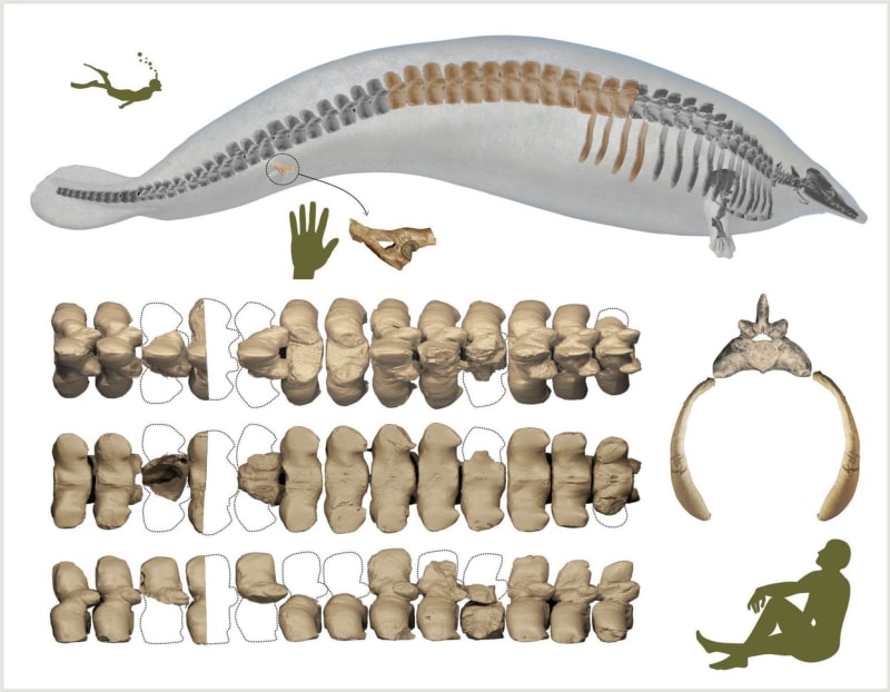 Porovnání velikosti vymřelé velryby Perucetus colossus  a člověka