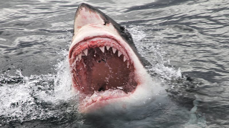 Velký bílý žralok útočí i na jiné žraloky. Podívejte se na souboj obávaných predátorů