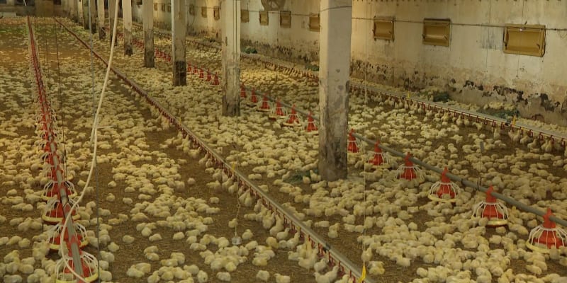 Roste objem kuřecího masa dováženého z Ukrajiny. 